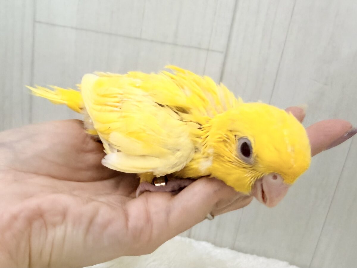 サザナミインコ