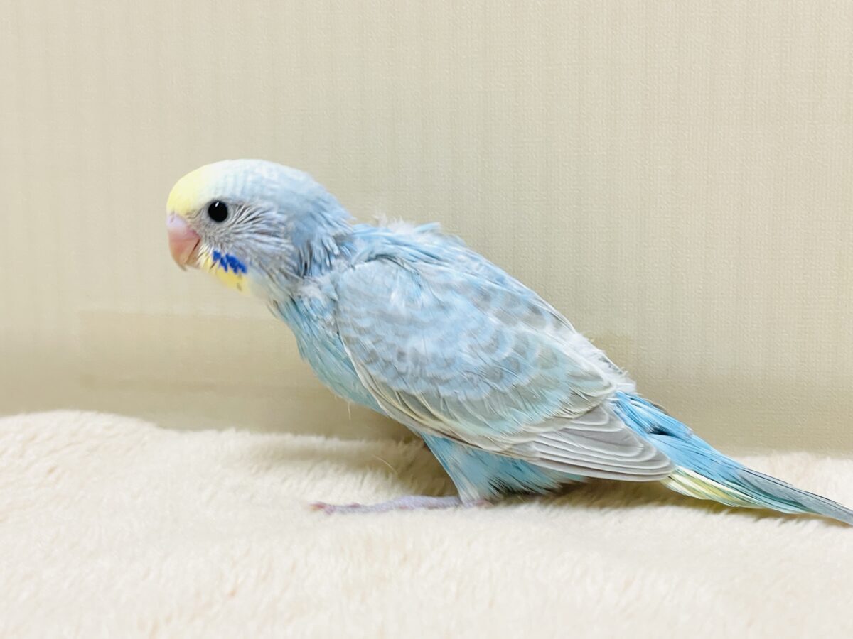 【最新画像】カキカキしてね🩵💛セキセイインコ(パステルレインボー) セキセイインコ