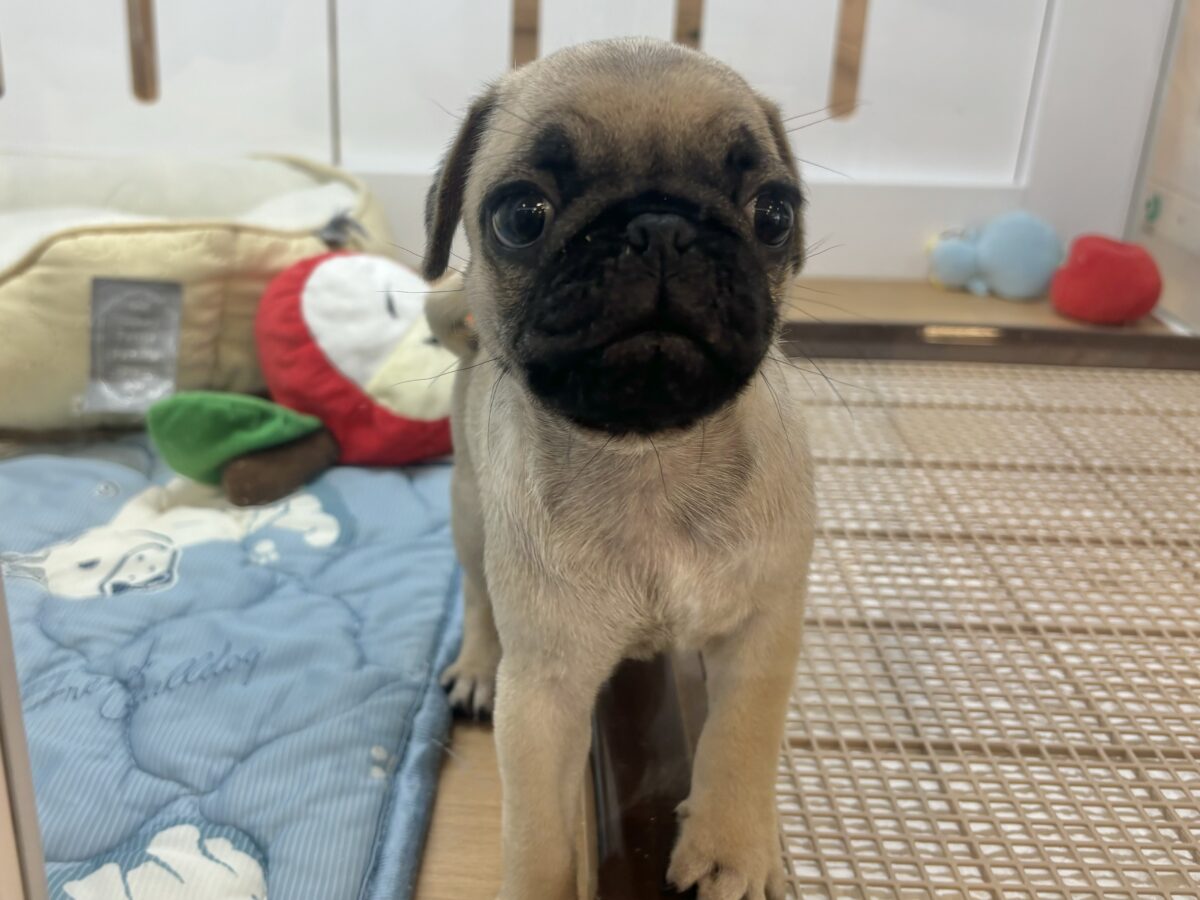 パグ