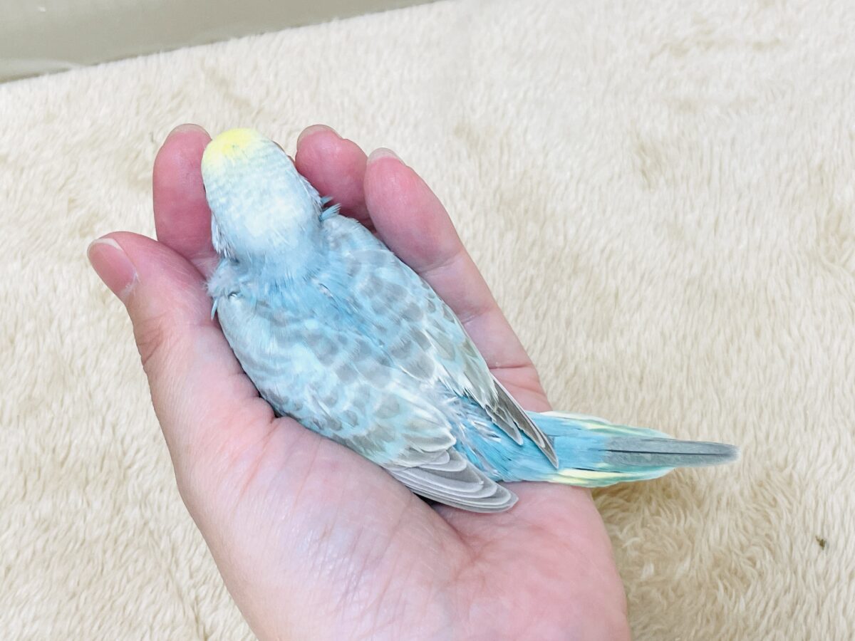 【最新画像】カキカキしてね🩵💛セキセイインコ(パステルレインボー) セキセイインコ