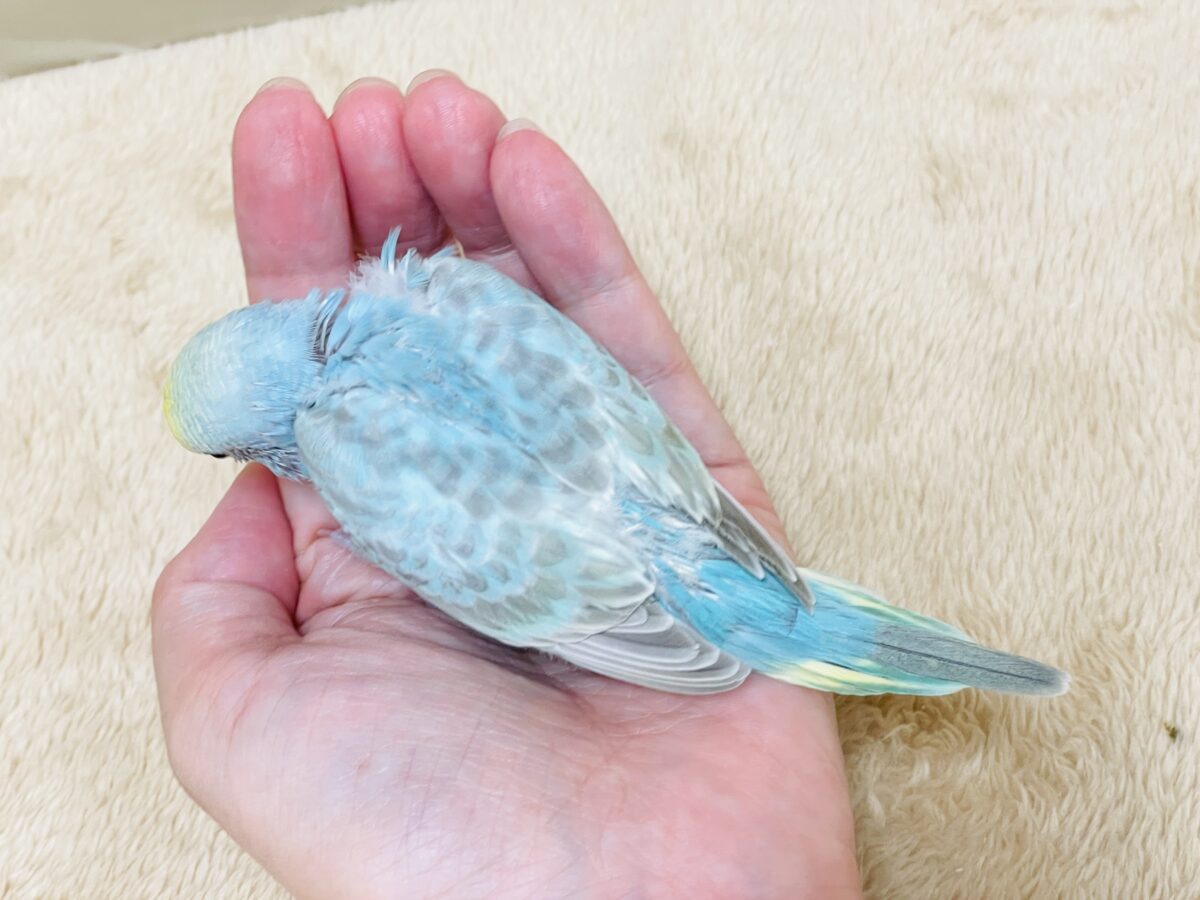 【最新画像】カキカキしてね🩵💛セキセイインコ(パステルレインボー) セキセイインコ