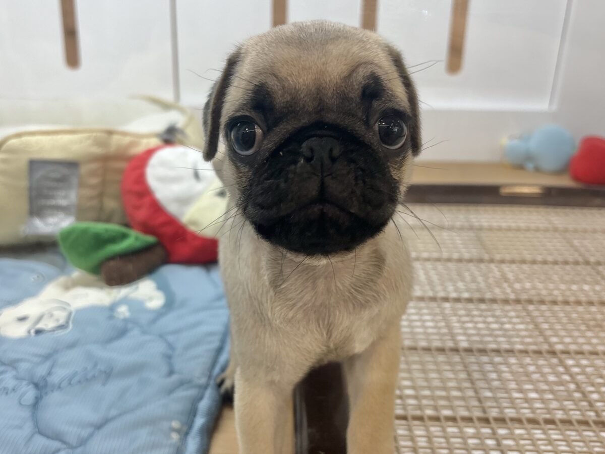 パグ