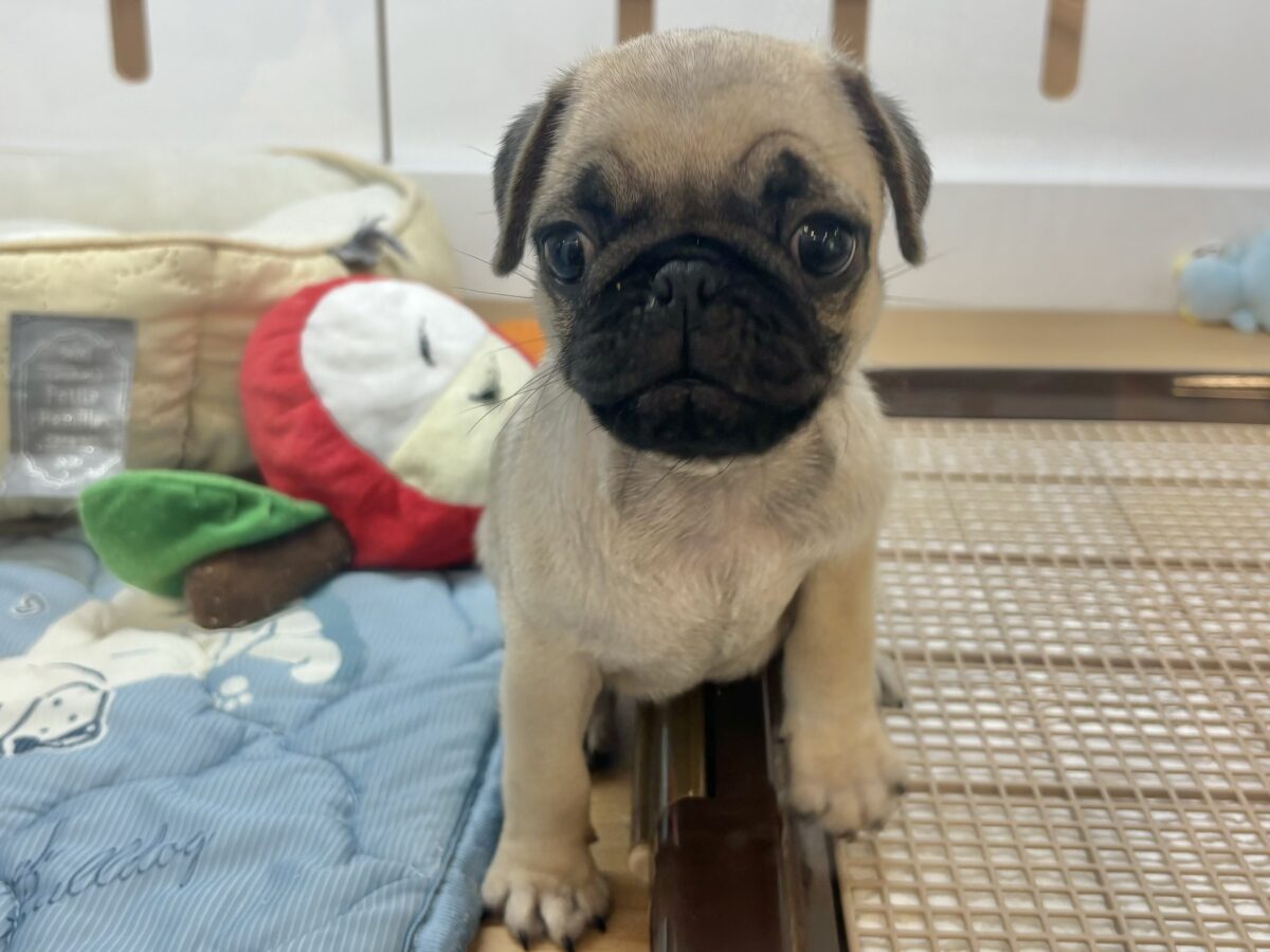 パグ