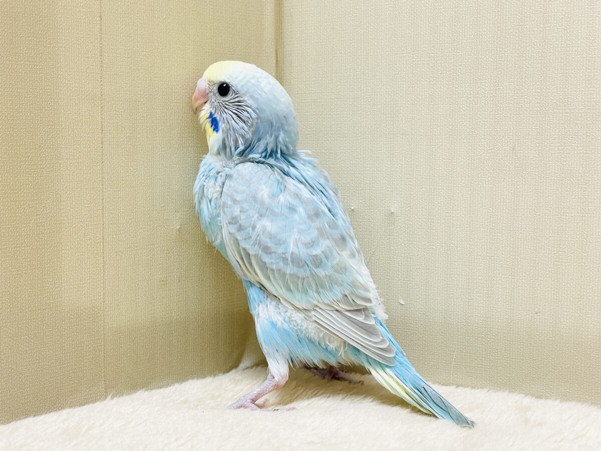 【最新画像】カキカキしてね🩵💛セキセイインコ(パステルレインボー) セキセイインコ