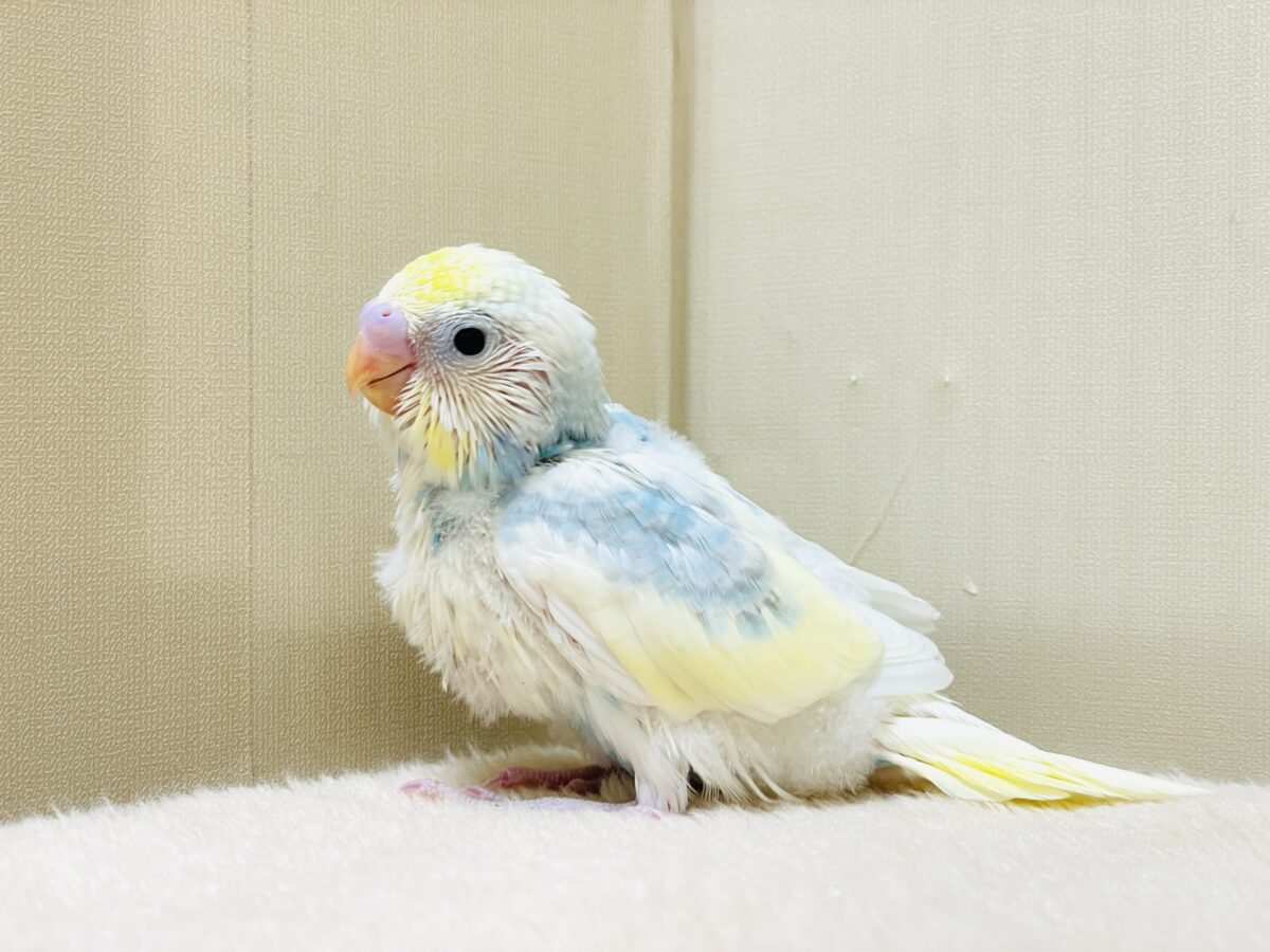 綿毛の国からこんにちは💕セキセイインコ(パステルレインボースパングルパイド)ヒナ セキセイインコ