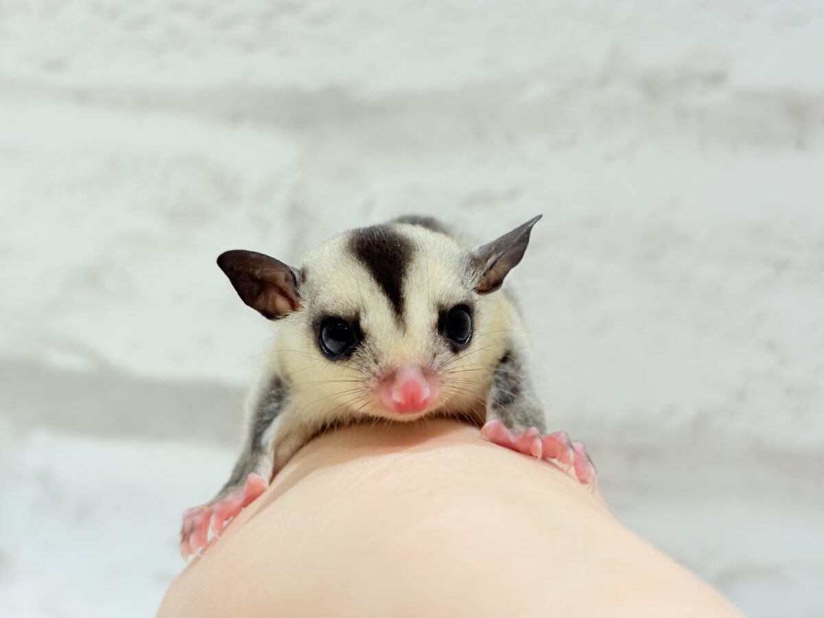 フクロモモンガ