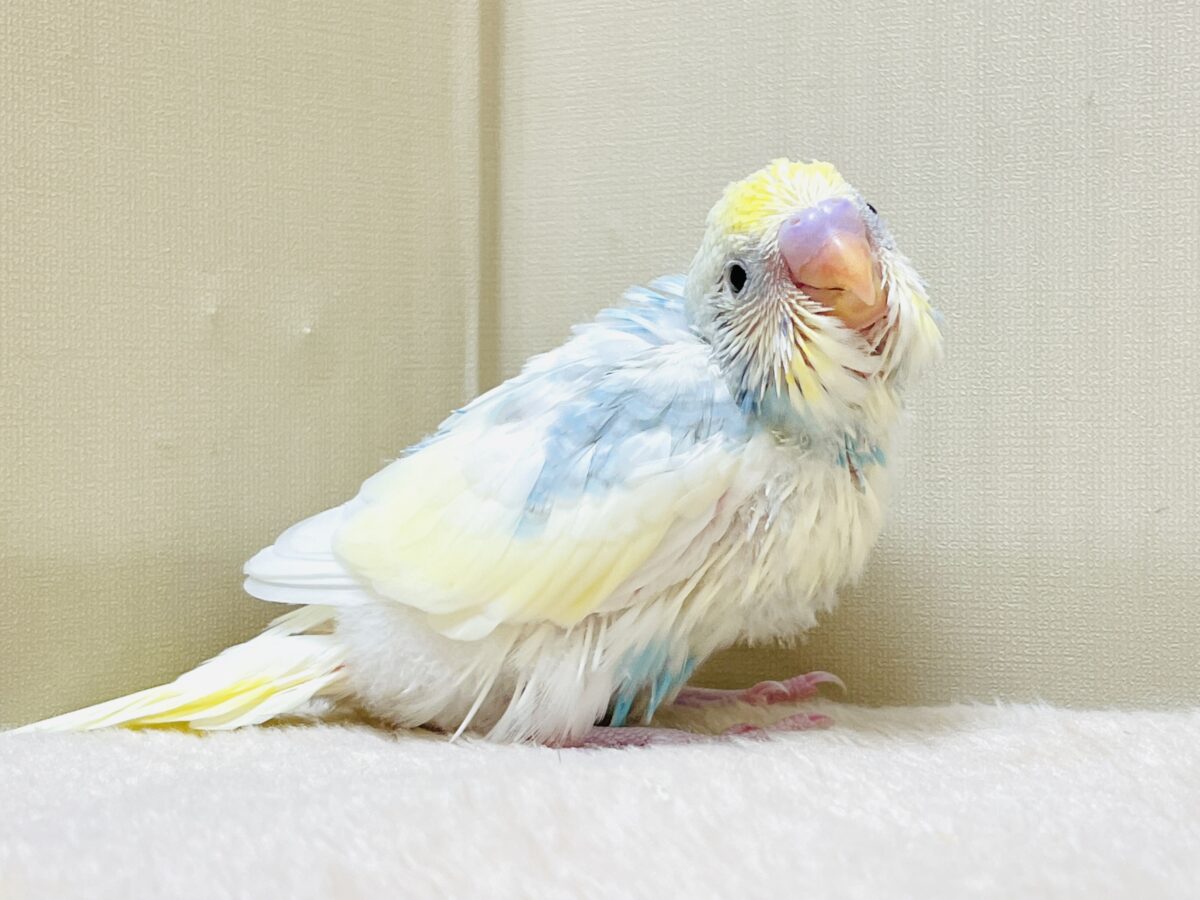 綿毛の国からこんにちは💕セキセイインコ(パステルレインボースパングルパイド)ヒナ セキセイインコ