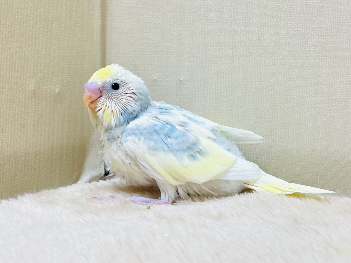 綿毛の国からこんにちは💕セキセイインコ(パステルレインボースパングルパイド)ヒナ セキセイインコ