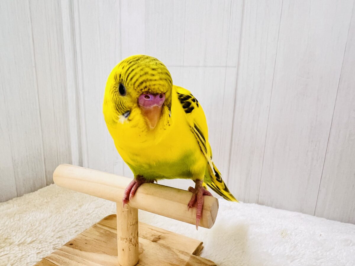 セキセイインコ