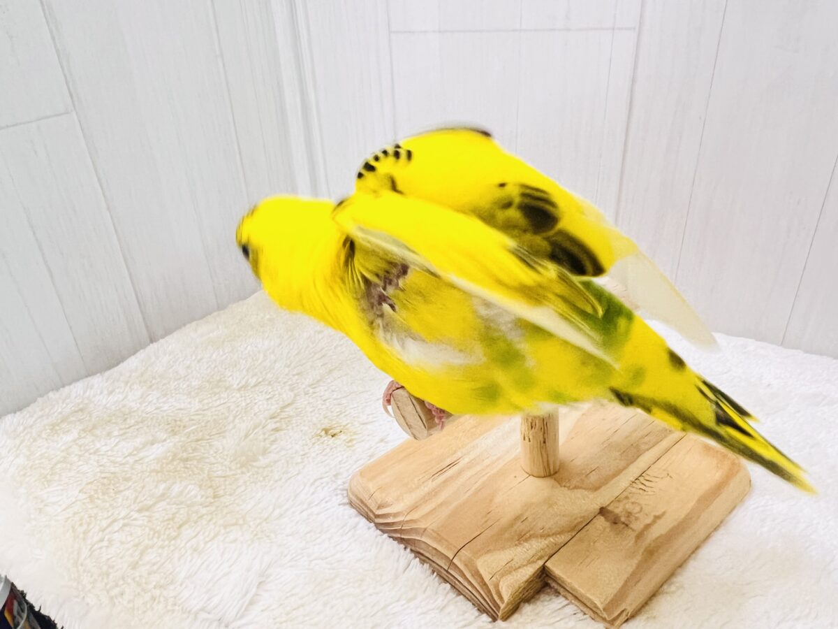 セキセイインコ