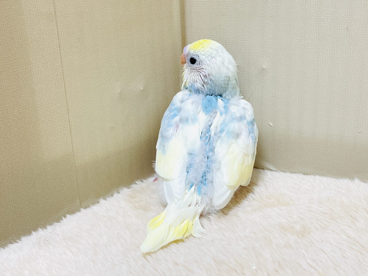 綿毛の国からこんにちは💕セキセイインコ(パステルレインボースパングルパイド)ヒナ セキセイインコ