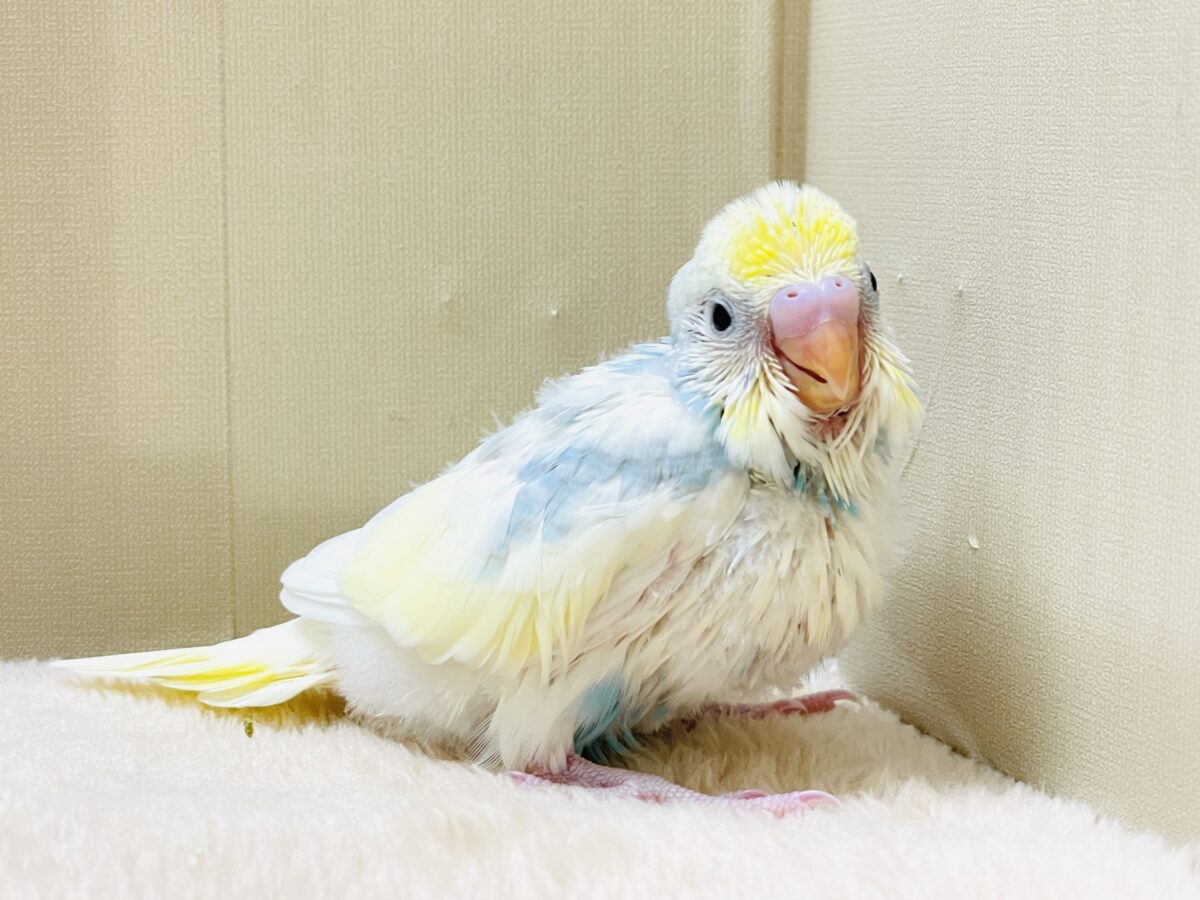 綿毛の国からこんにちは💕セキセイインコ(パステルレインボースパングルパイド)ヒナ セキセイインコ
