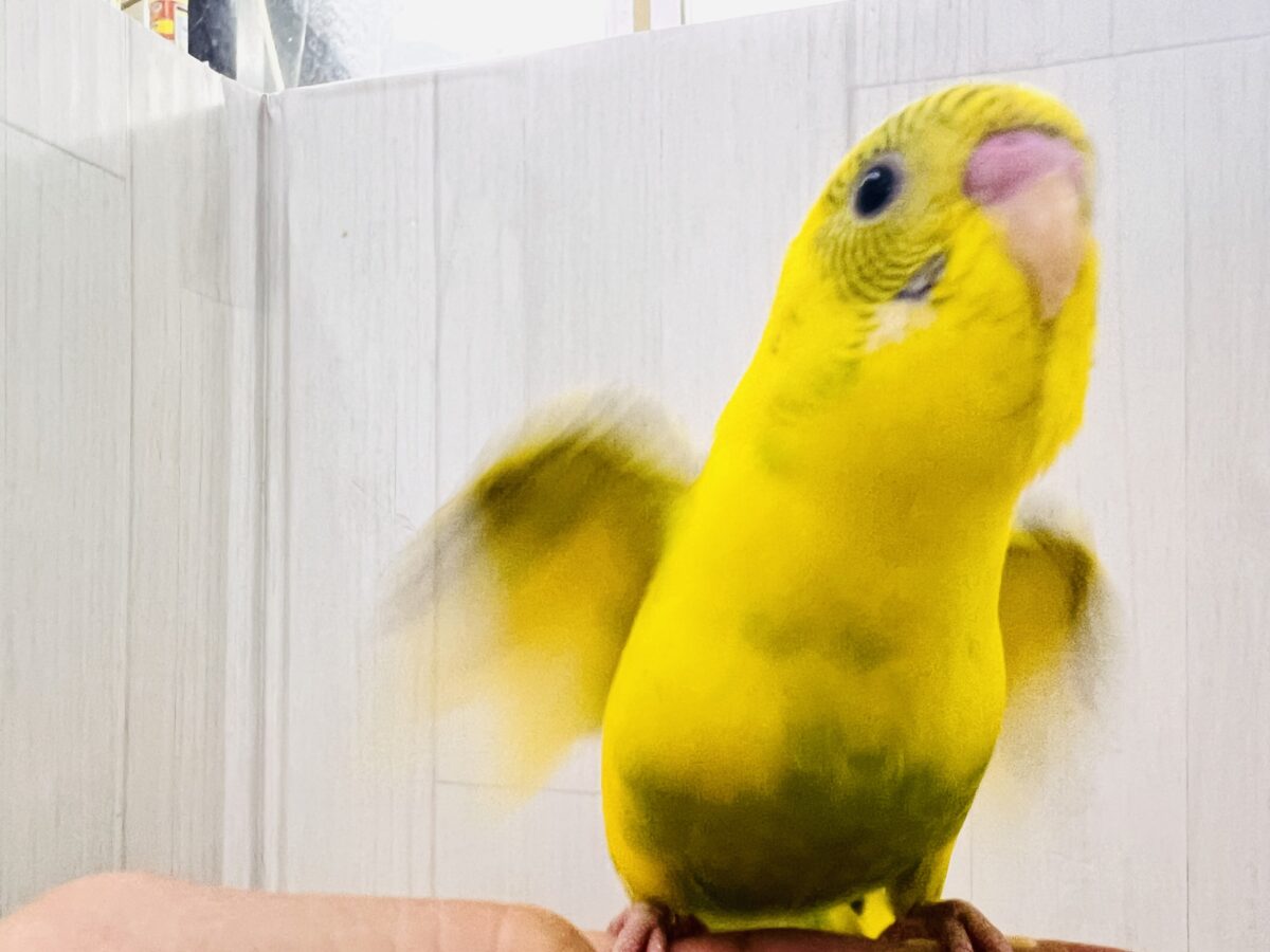 セキセイインコ