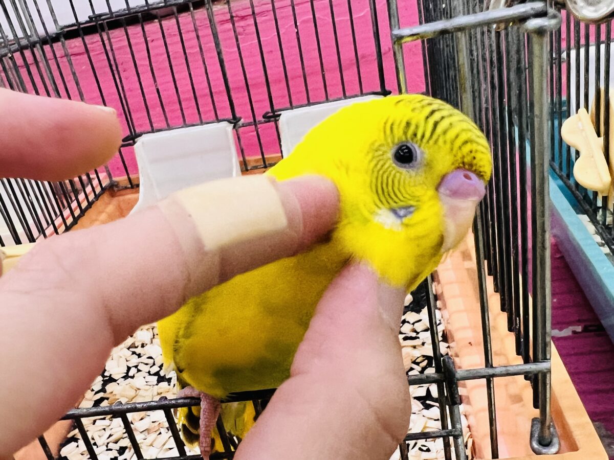 セキセイインコ