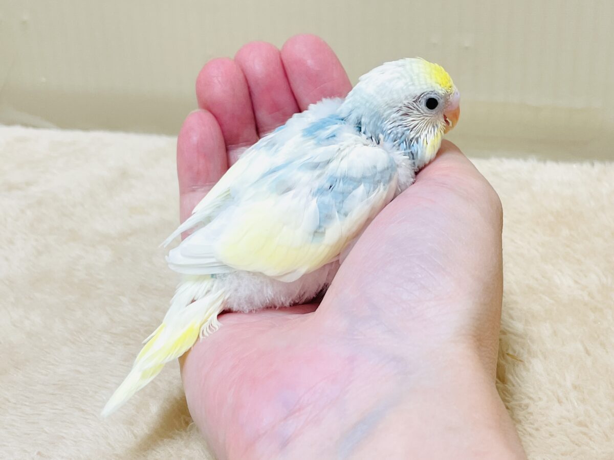 綿毛の国からこんにちは💕セキセイインコ(パステルレインボースパングルパイド)ヒナ セキセイインコ