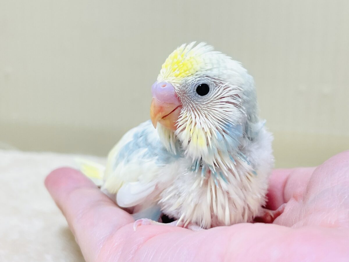 綿毛の国からこんにちは💕セキセイインコ(パステルレインボースパングルパイド)ヒナ セキセイインコ