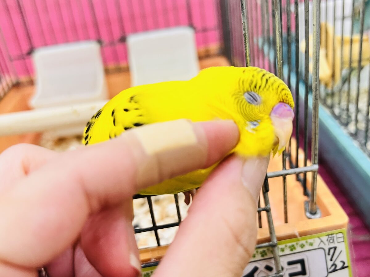 セキセイインコ