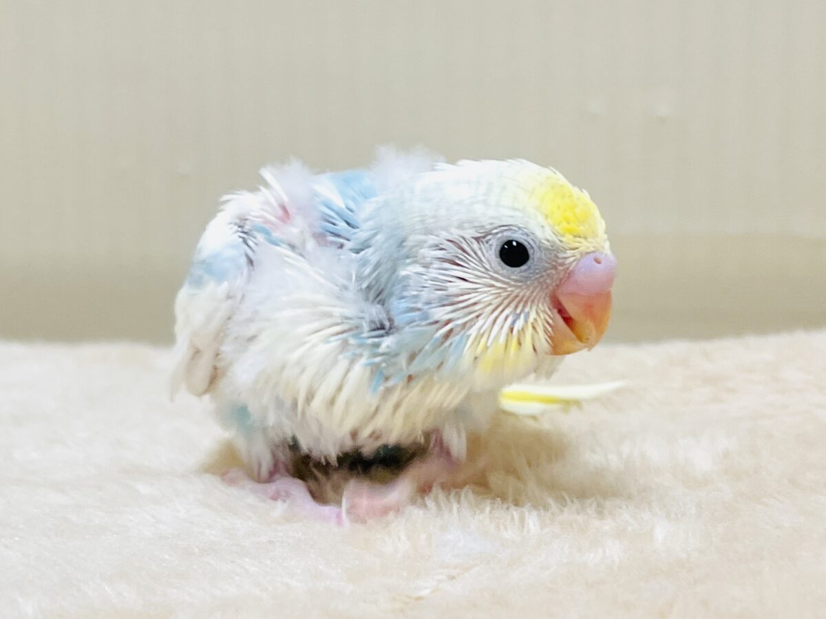 綿毛の国からこんにちは💕セキセイインコ(パステルレインボースパングルパイド)ヒナ セキセイインコ