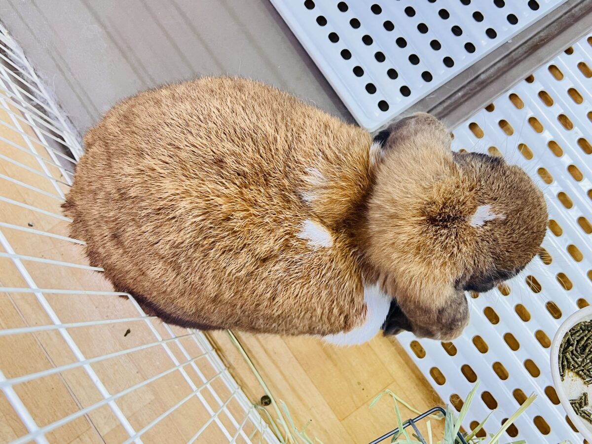 フレンチロップイヤー