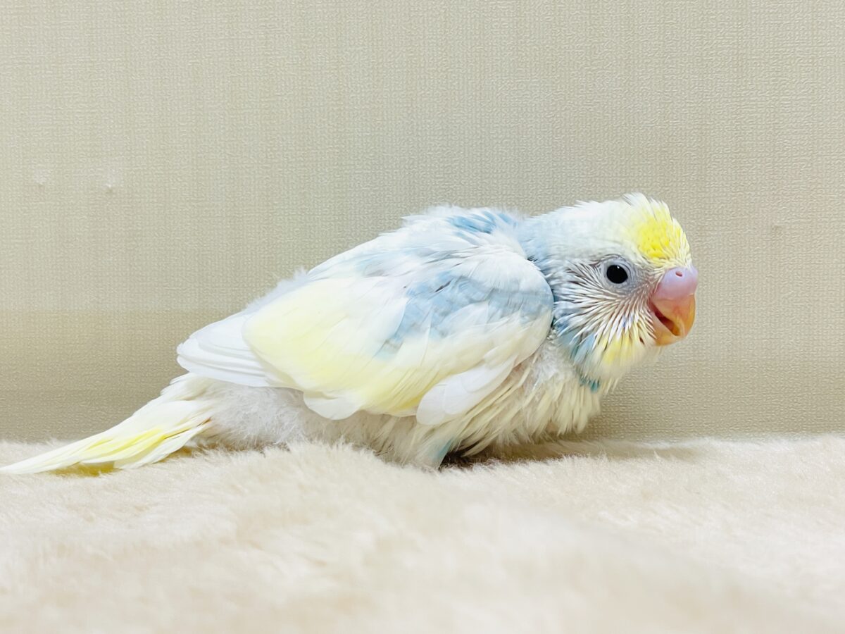 綿毛の国からこんにちは💕セキセイインコ(パステルレインボースパングルパイド)ヒナ セキセイインコ