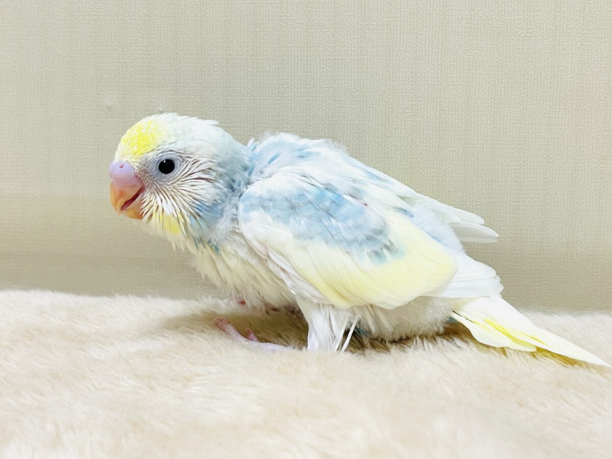 綿毛の国からこんにちは💕セキセイインコ(パステルレインボースパングルパイド)ヒナ 綿毛の国からこんにちは💕セキセイインコ(パステルレインボースパングルパイド)ヒナ