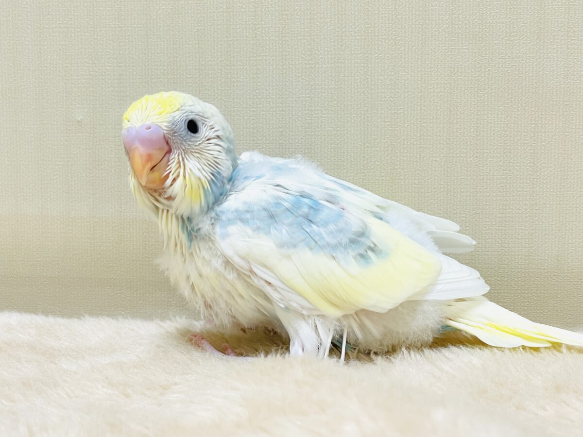 綿毛の国からこんにちは💕セキセイインコ(パステルレインボースパングルパイド)ヒナ セキセイインコ
