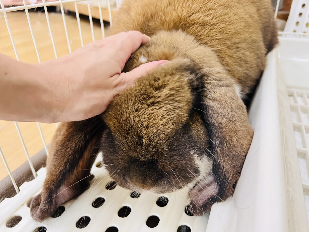フレンチロップイヤー