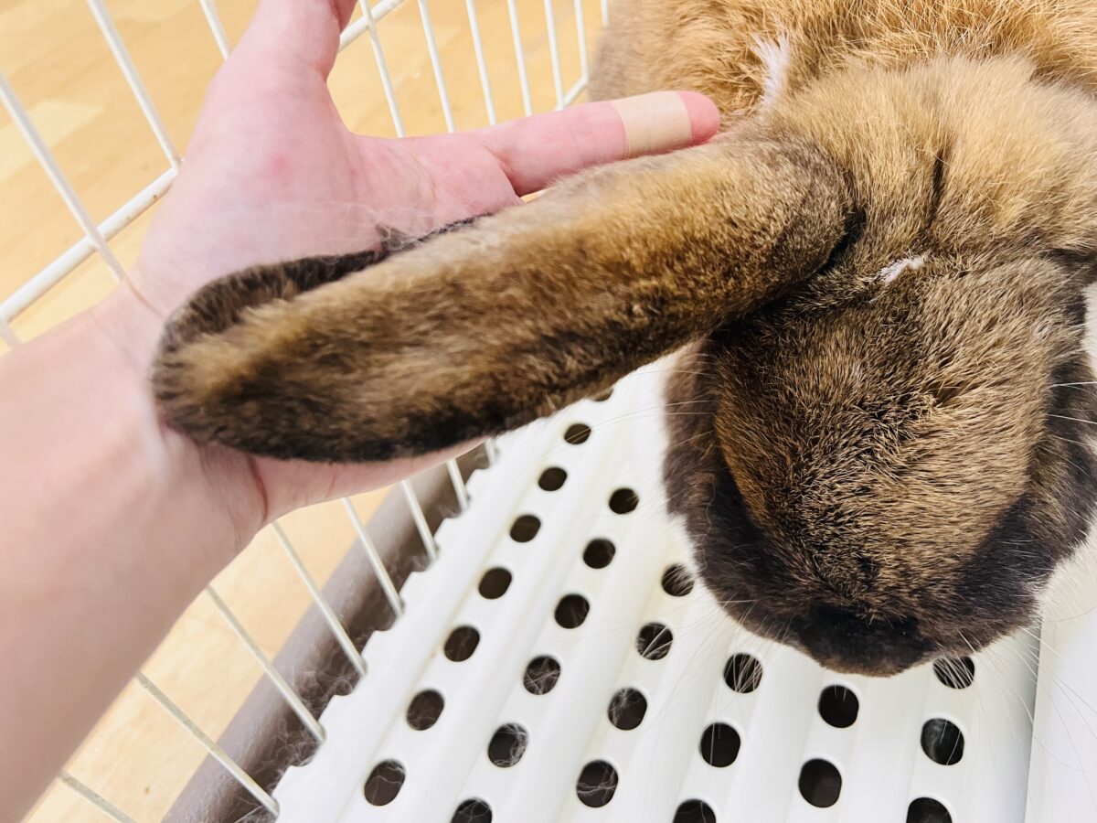 フレンチロップイヤー