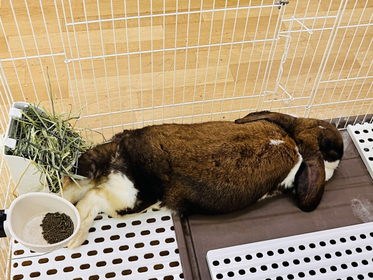 フレンチロップイヤー