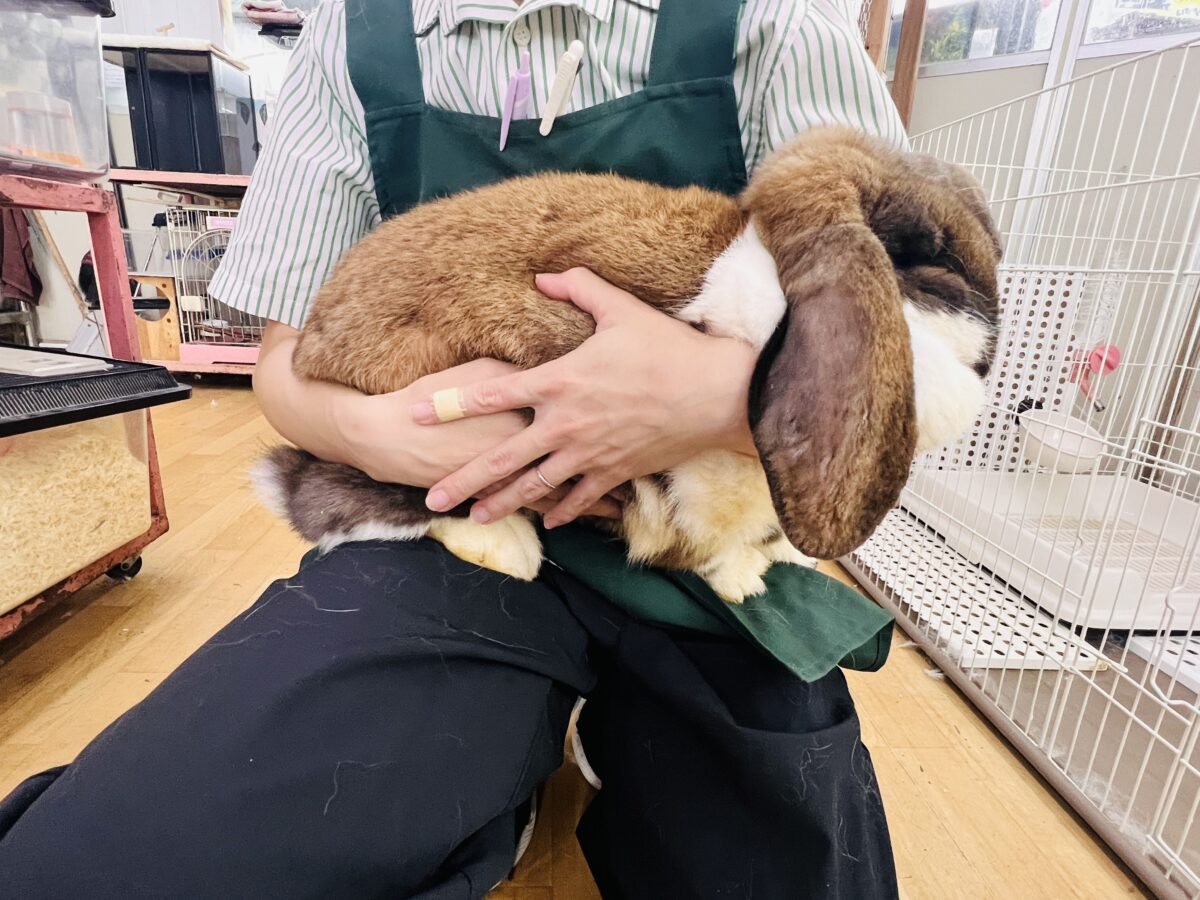 フレンチロップイヤー
