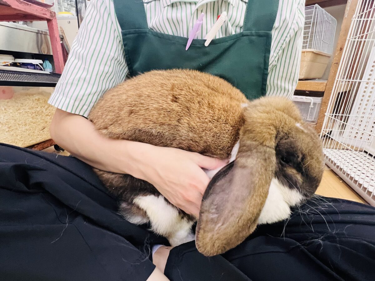 フレンチロップイヤー