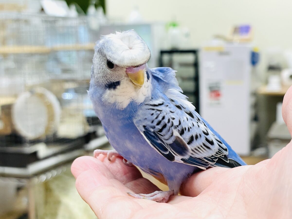 梵天セキセイインコ