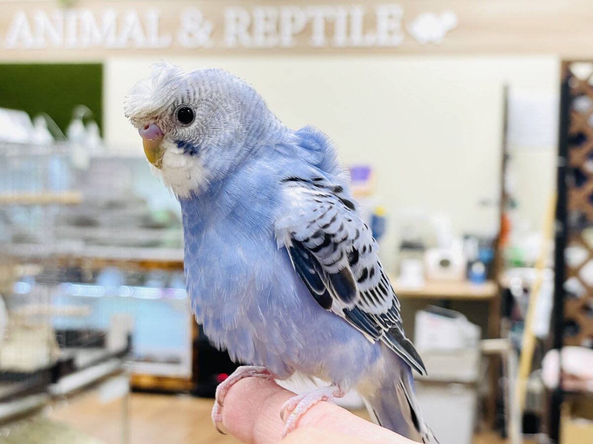 梵天セキセイインコ