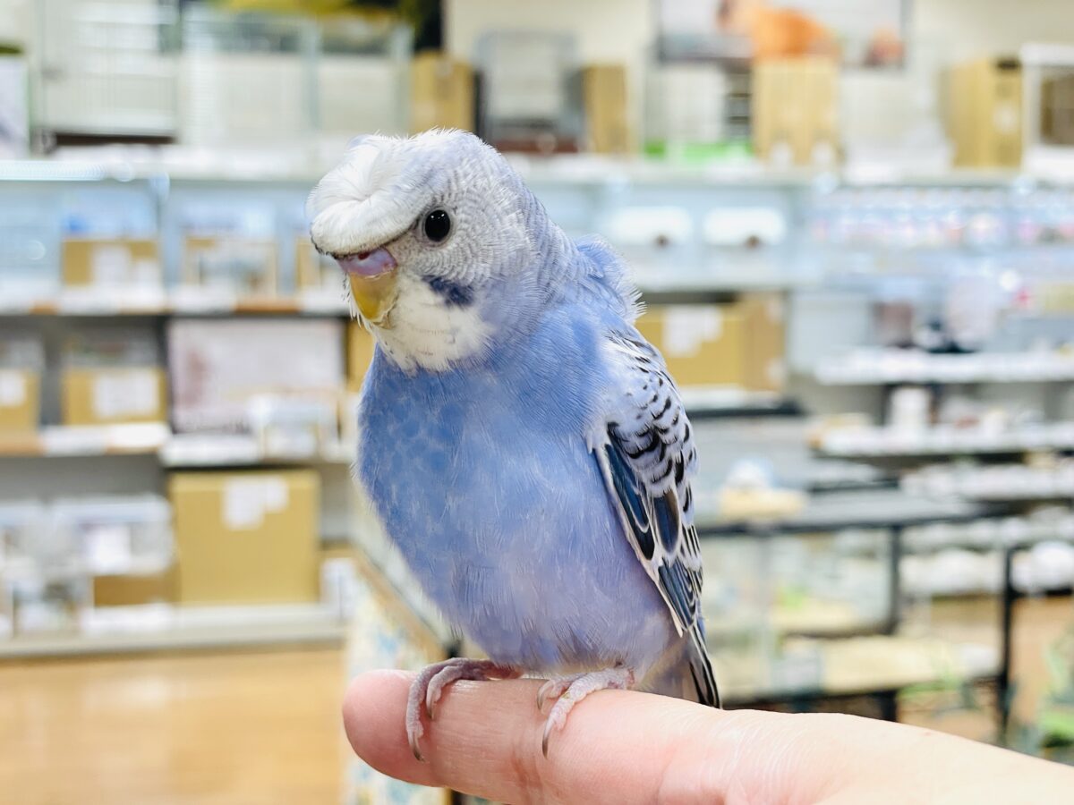 梵天セキセイインコ