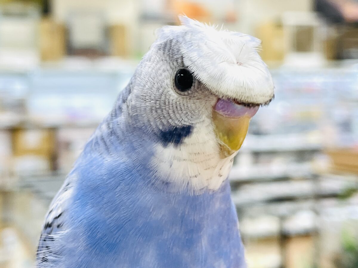 梵天セキセイインコ