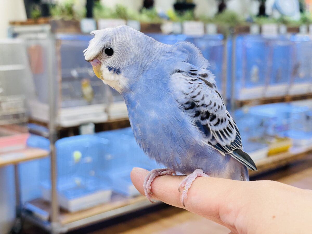 梵天セキセイインコ