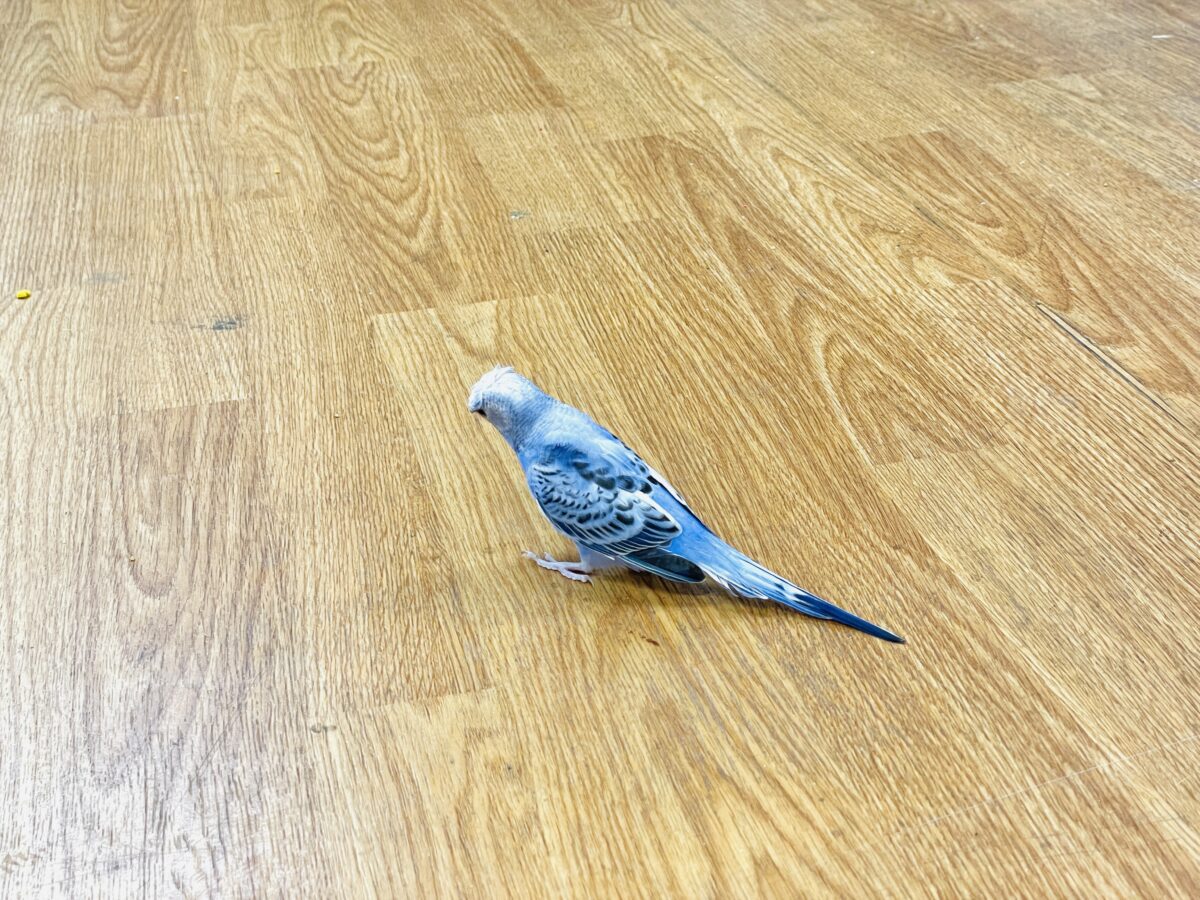 梵天セキセイインコ