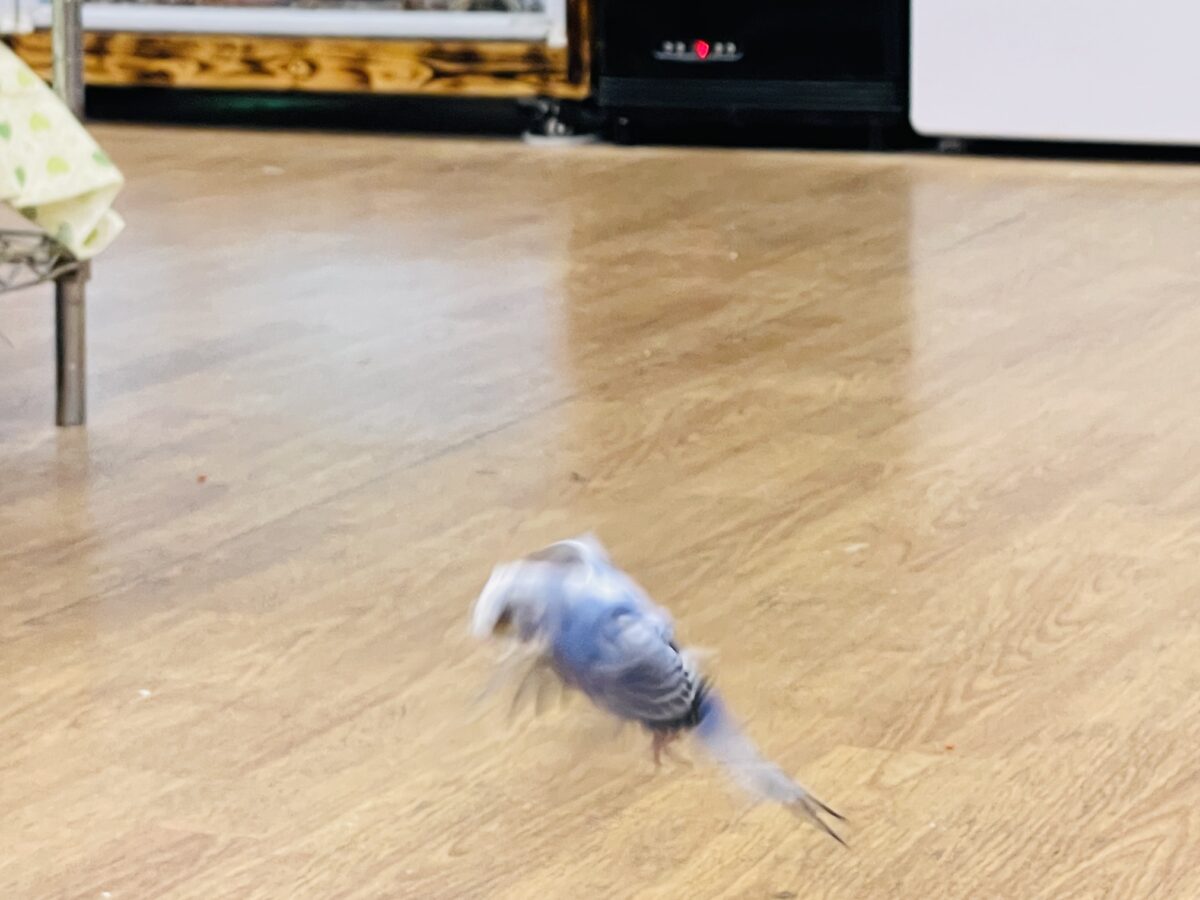 梵天セキセイインコ