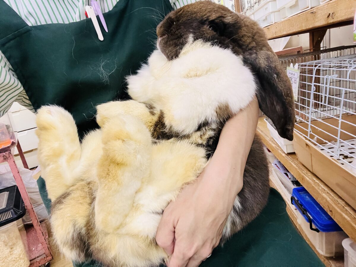 フレンチロップイヤー