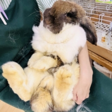ドドドドドーーーン‼️衝撃⚡️ビッグなレディーよ❤️フレンチロップ入舎しました！！