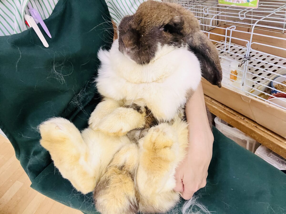 ドドドドドーーーン‼️衝撃⚡️ビッグなレディーよ❤️フレンチロップ入舎しました！！
