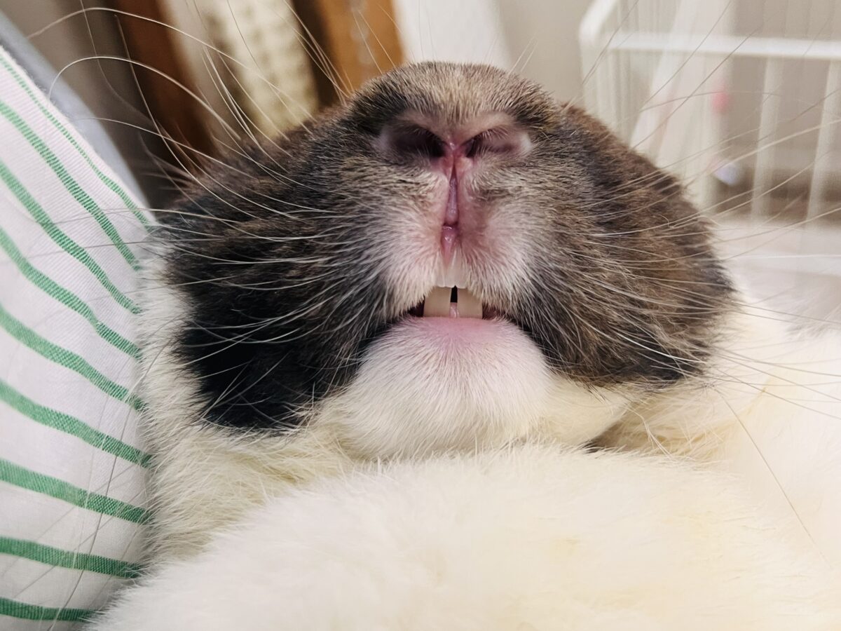 フレンチロップイヤー