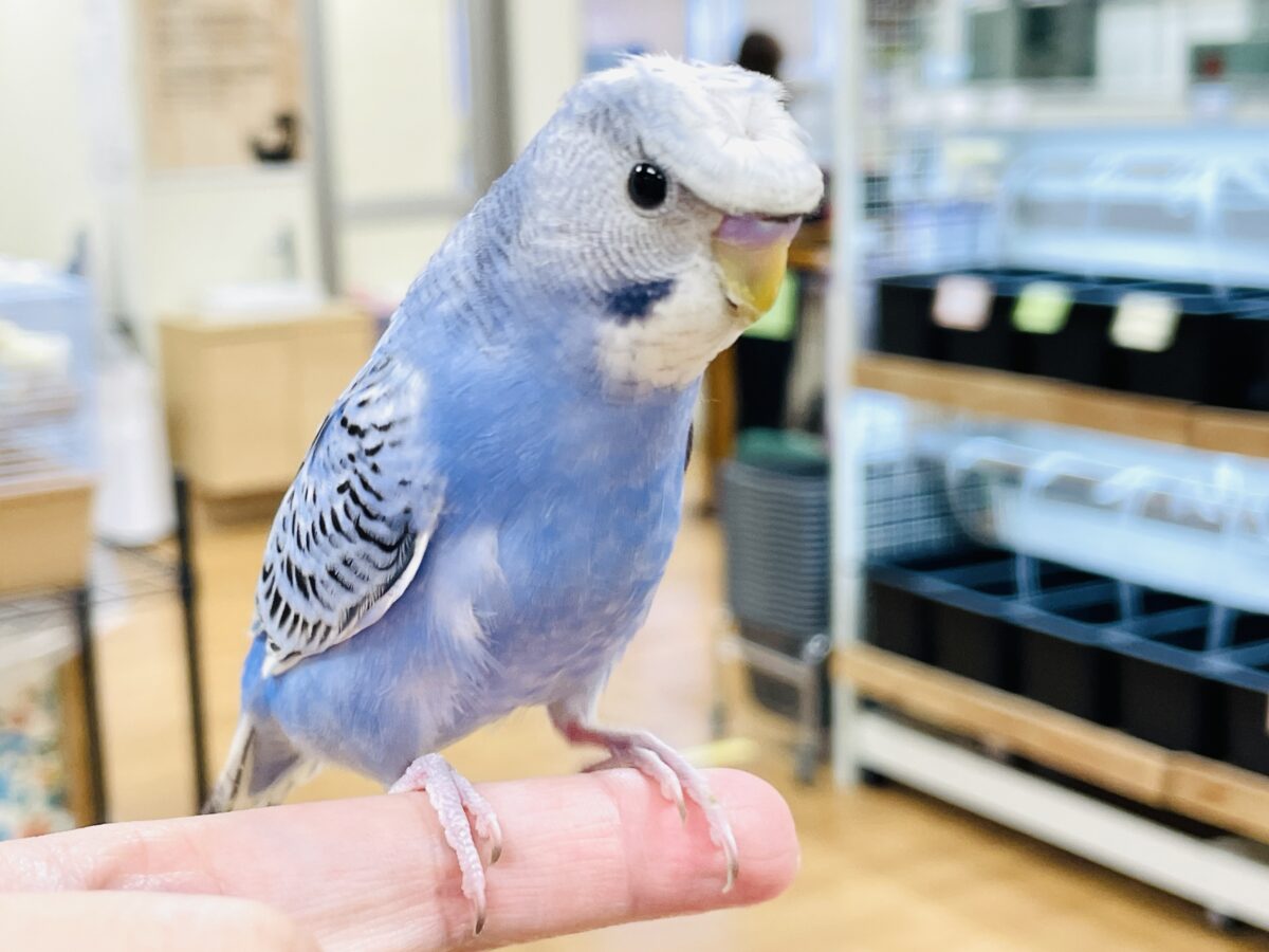 梵天セキセイインコ