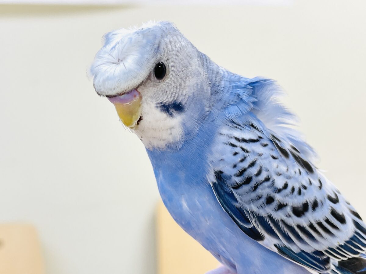 梵天セキセイインコ