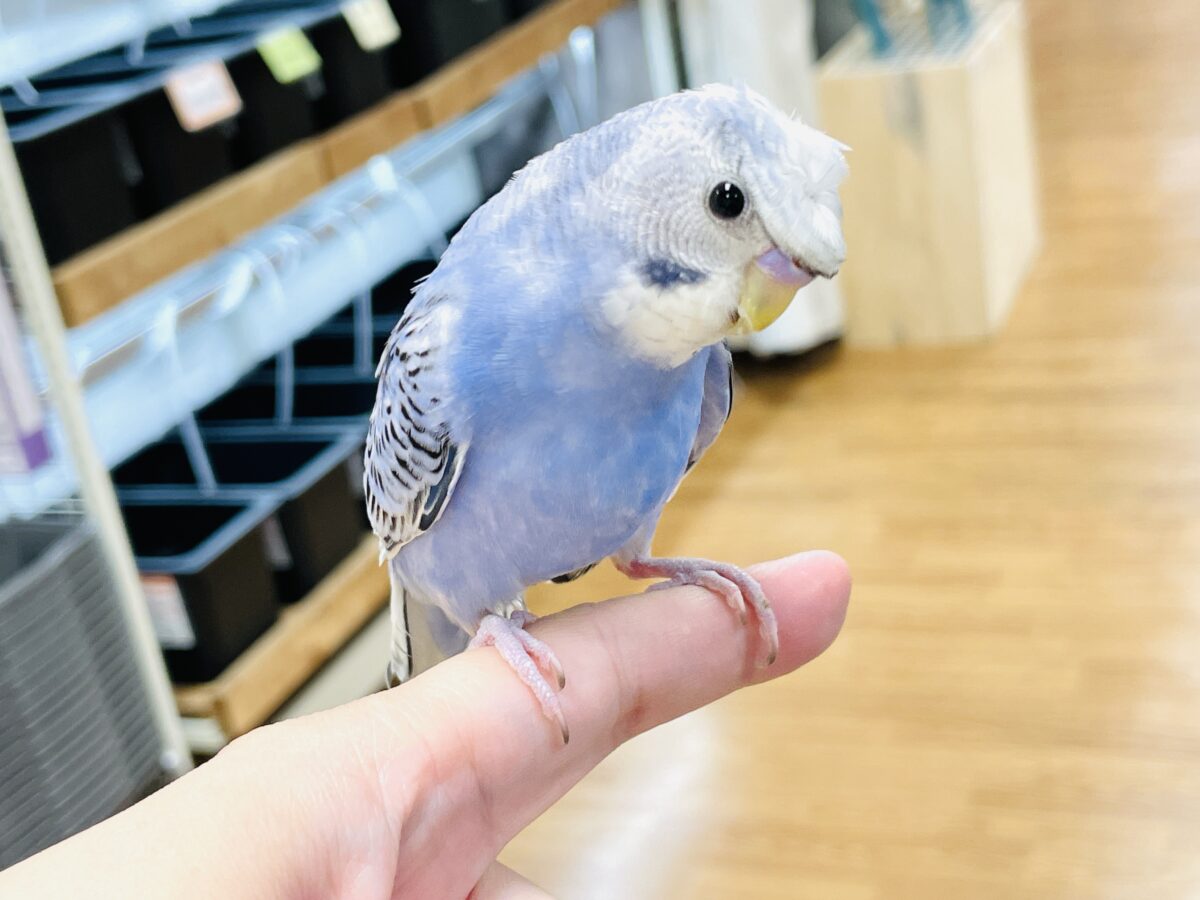 梵天セキセイインコ