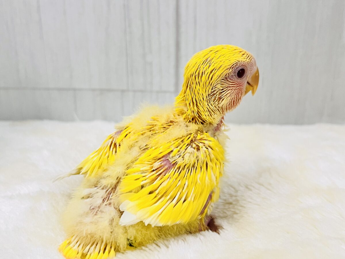 コザクラインコ（小桜インコ）