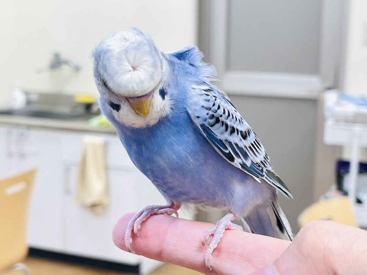 梵天セキセイインコ