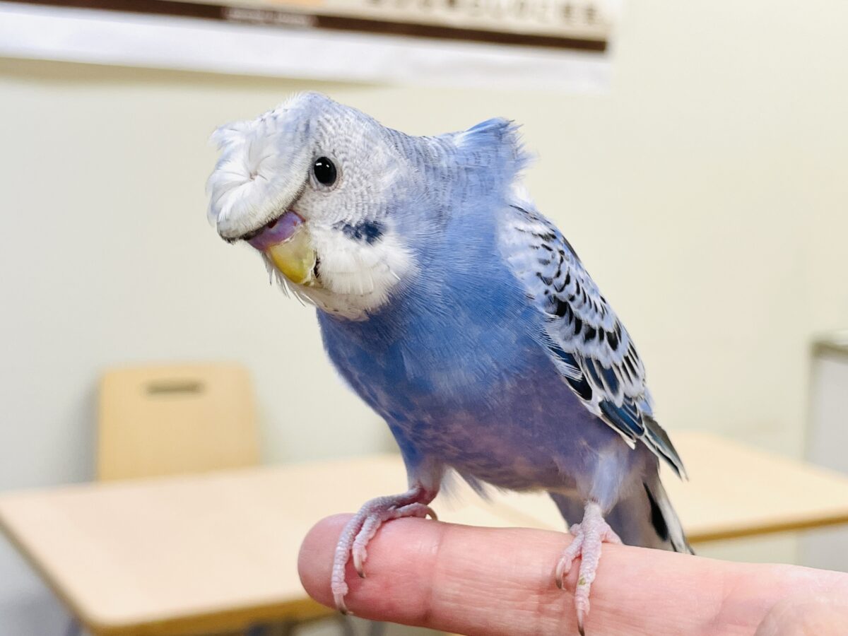 【最新画像】おカッパ頭がトレードマーク🪄梵天セキセイインコ(オパーリン)