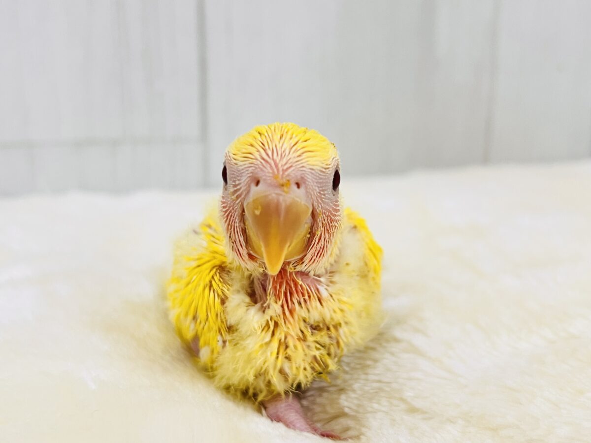 コザクラインコ（小桜インコ）