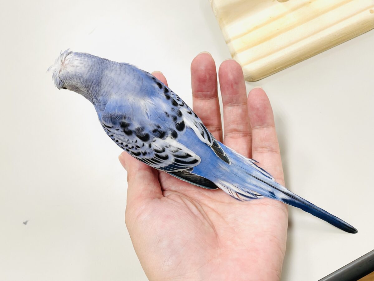 梵天セキセイインコ